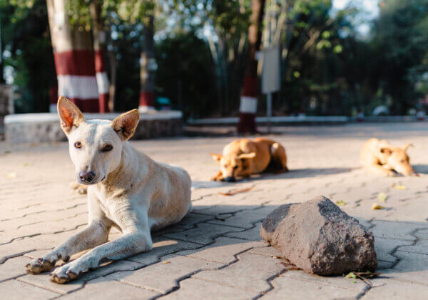 Two Booked for Poisoning Three Dogs, Following PETA India Intervention