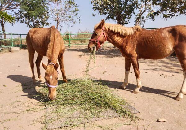 Four Horses Forced to Illegally Race on Western Express Highway Handed to PETA India