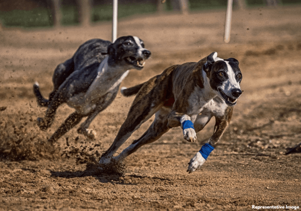 Victory: Four Illegal Greyhound Dog Races Stopped in Punjab and Haryana After PETA India Complaint, Legal Action Underway for One Race That Occurred