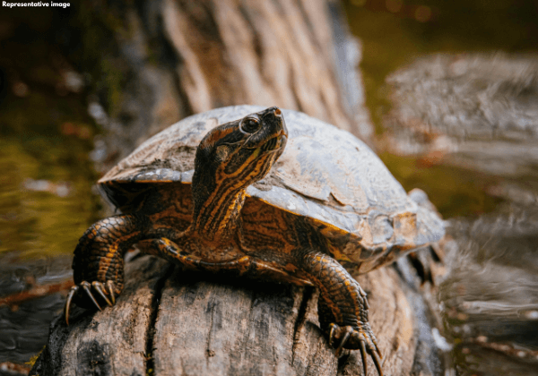 Brown Roofed Turtle Rescued from Illegal Captivity at Hotel Following PETA India Complaint