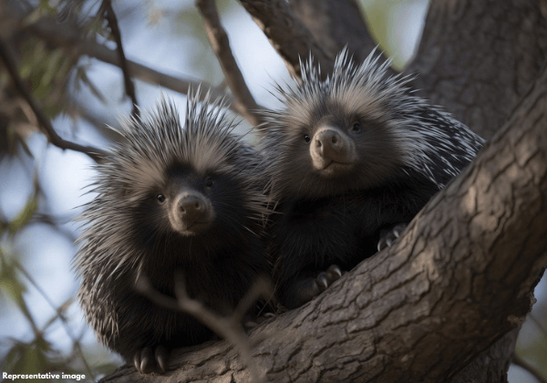 मधुबनी: PETA इंडिया की शिकायत के बाद दो साहियों (Porcupines) को अवैध कैद से बचाया गया और एक व्यक्ति को गिरफ्तार किया गया