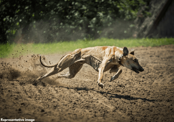 FIR Registered Against Illegal Greyhound Race in Rupnagar, Following PETA India Complaint