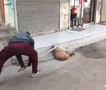 Bathinda Police Register FIR for Beating a Dog to Death, Following PETA India Intervention