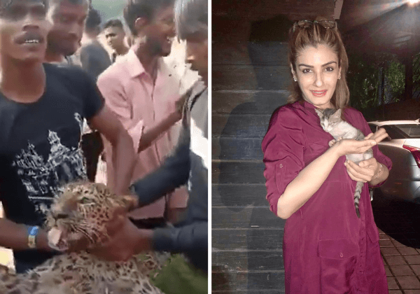 Raveena Tandon Urges Action Against Horrific Killing of Leopard Captured in Maharajganj