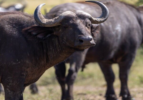 Victory: Illegal Buffalo Fighting Event Called off in Raigad, Following PETA India Complaint