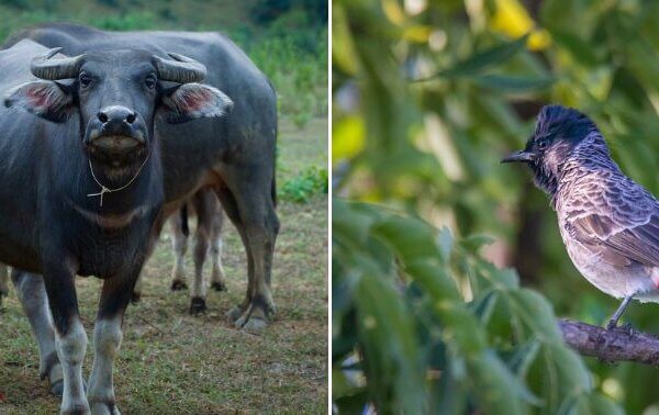 VICTORY: Gauhati High Court Bans Buffalo and Bulbul Fights in Response to PETA India Petitions