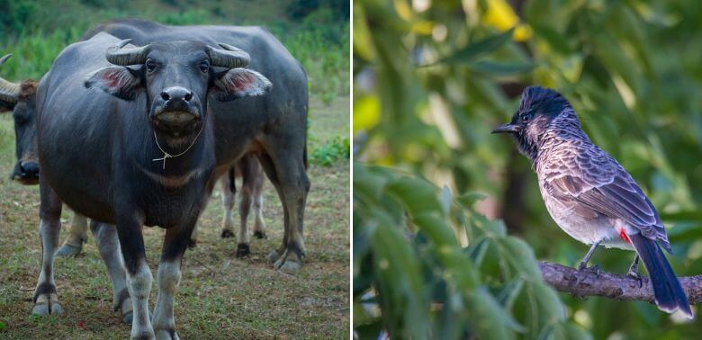 बड़ी जीत: गौहाटी उच्च न्यायालय ने PETA इंडिया की याचिकाओं के जवाब में भैंस और बुलबुल की लड़ाई पर प्रतिबंध लगा दिया