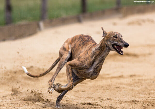 Victory: Illegal Greyhound Dog Race Stopped in Vijayapura After PETA India Complaint