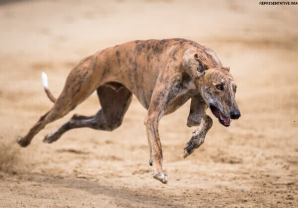 Mansa Deputy Commissioner Cancels Permission to Greyhound Race Following PETA India Intervention