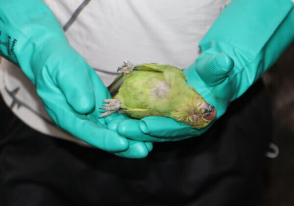 Nearly 150 Parakeets and Other Birds Recovered in Delhi Raid Following PETA India Complaint