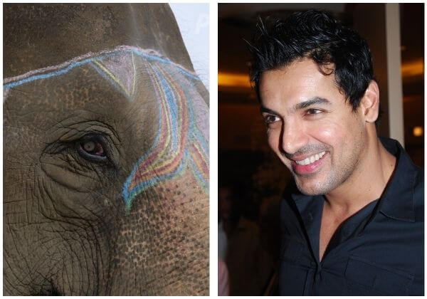 John Abraham Urges Nepali Government to Cancel Chitwan Festival’s Abusive Elephant Games