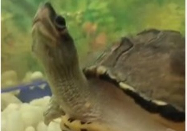 Brown Roofed Turtle Rescued from Illegal Captivity at Hotel Following PETA India Complaint