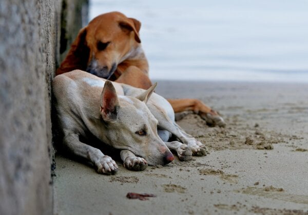 Help Stop the Slaughter of Homeless Dogs and Cats in Morocco