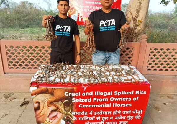 Agra Police with Support from PETA India, Seize Hundreds of Illegal Spiked Bits Used to Control Horses for Weddings and Tourist Rides Near Taj Mahal