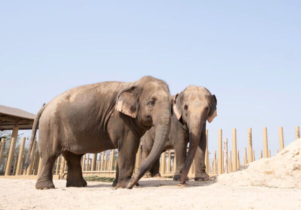 After Killing of Mahout, ISKCON Mayapur Elephants Sent to Vantara for Rehabilitation, Following PETA India Campaign