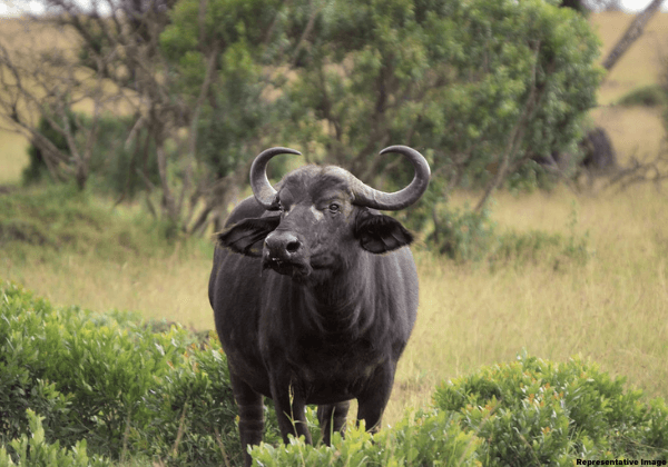 Raha Police Prevent an Illegal Buffalo Fight, and Register FIR—PETA India Demands Action on Eleven Other Fights That Occurred