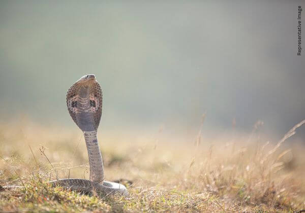 Paschim Medinipur: Three Tortured Cobras Rescued, POR Registered, Following PETA India Complaint