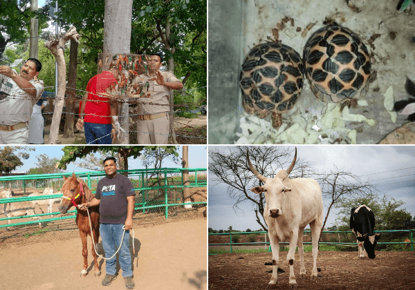 PETA India’s Cruelty Response Teams’ Top 10 Lifesaving Actions in 2024