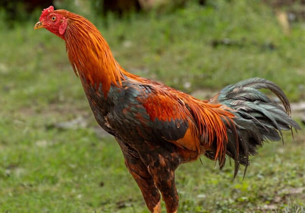 Kozhikode: Temple Rooster Sacrifice Stopped AGAIN Following PETA India Complaint