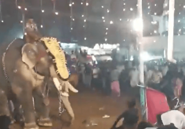 PETA India Offers Mechanical Elephant Solution to the Kerala Mosque for Public Safety and Compassionate Celebrations After Latest Attack Kills Man