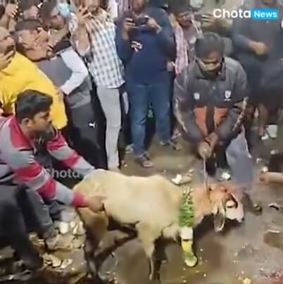 Tirupati: FIR Registered for Beheading of Goat by Balakrishna Fans for Daaku Maharaaj Movie Release, Following PETA India Complaint