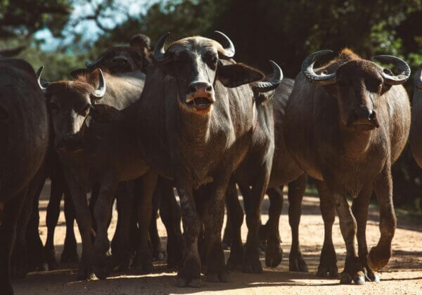 Raigad: Illegal Buffalo Fight Prevented Following PETA India’s Intervention