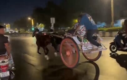 Victory: Illegal Horse-Cart Races in Nashik Prevented Following PETA India Complaint