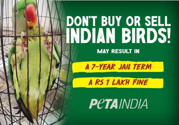 Caging Birds? You Could End Up Behind Bars for Committing Wildlife Crime, Warns PETA India In Its New Billboards Ahead of World Wildlife Day