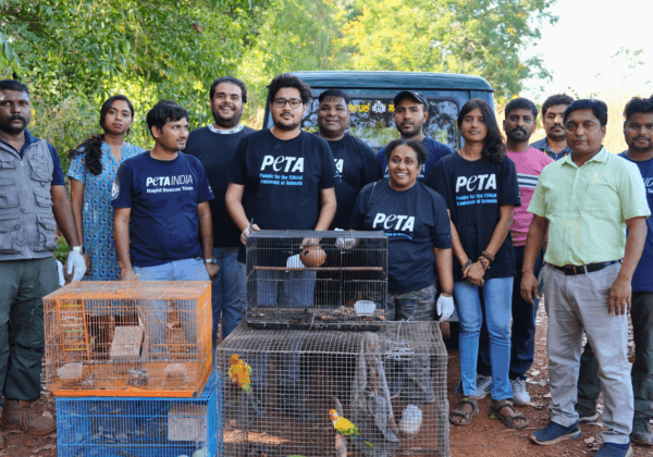 Over 200 Animals Rescued From Illegal Pet Shop and Breeder Following Efforts by PETA India