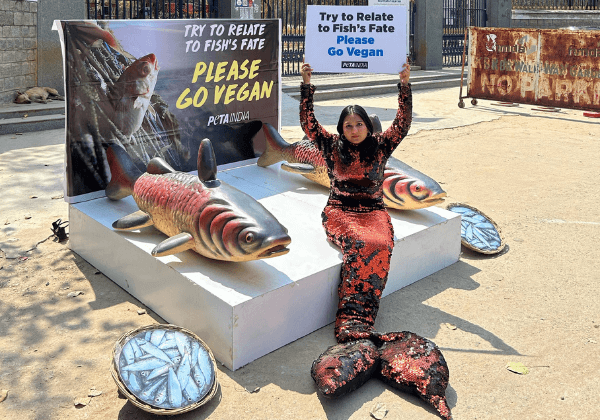 PETA India Supporter Takes a Fish’s Place and Urges   Hyderabad Residents to Go Vegan