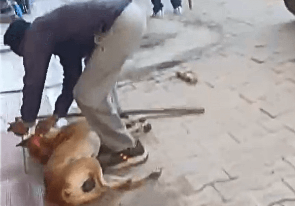 FIR Registered for Beating a Dog to Death in Bhiwani, Following Intervention by PETA India and Smt Maneka Gandhi