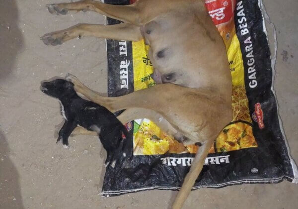 बदायूं: PETA इंडिया और PFA बदायूं की कार्रवाही के बाद एक मादा कुत्ते और उसके बच्चे की हत्या के आरोप में FIR दर्ज