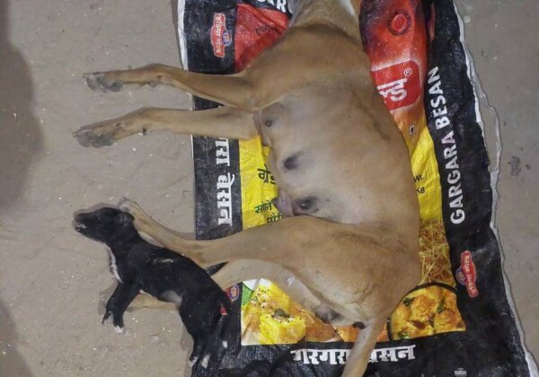 Budaun: FIR Registered for Killing a Female Dog and Her Puppy, Following Intervention by PETA India and PFA Badaun